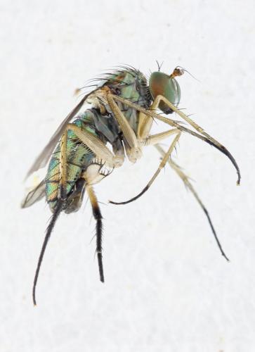 Dolichopus cilifemoratus
